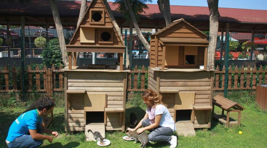 Best holiday destination for cats and dogs