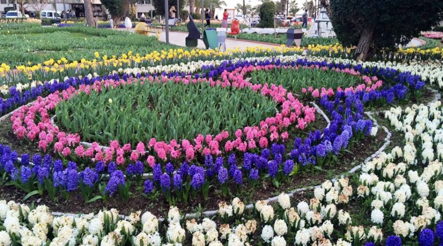 It’s time for Tulips and Hyacinth in Alanya