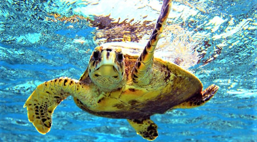Local Guys Caretta Caretta Turtles