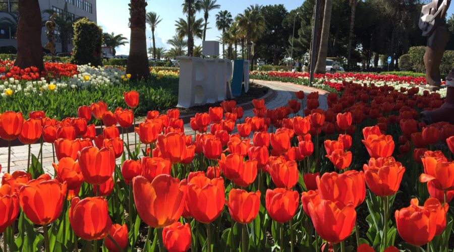 Tulip fest in Alanya
